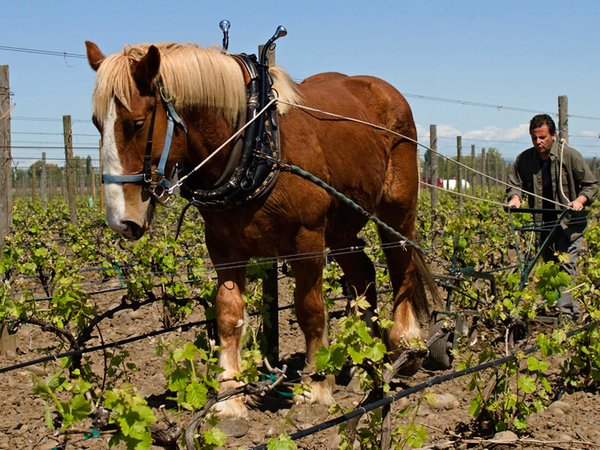 Horse in the vineyard