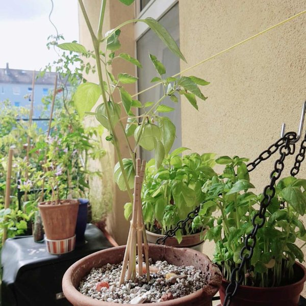 Tomatillos, Jungpflanze